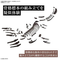 Imaginary Skeleton 1/32 モササウルス