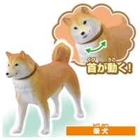 アニア わんにゃんにぎやかセット