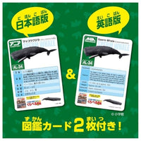 アニア AL-34 マッコウクジラ(水に浮くVer.)