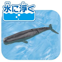 アニア AL-34 マッコウクジラ(水に浮くVer.)