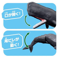 アニア AL-34 マッコウクジラ(水に浮くVer.)