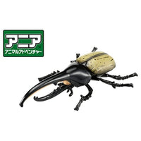 アニア AS-38 ヘラクレスオオカブト