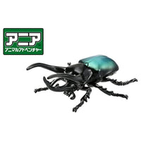 アニア AS-39 コーカサスオオカブト