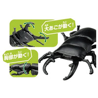 アニア AS-41 ヒラタクワガタ