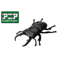 アニア AS-41 ヒラタクワガタ