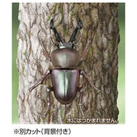 アニア AS-42 ニジイロクワガタ