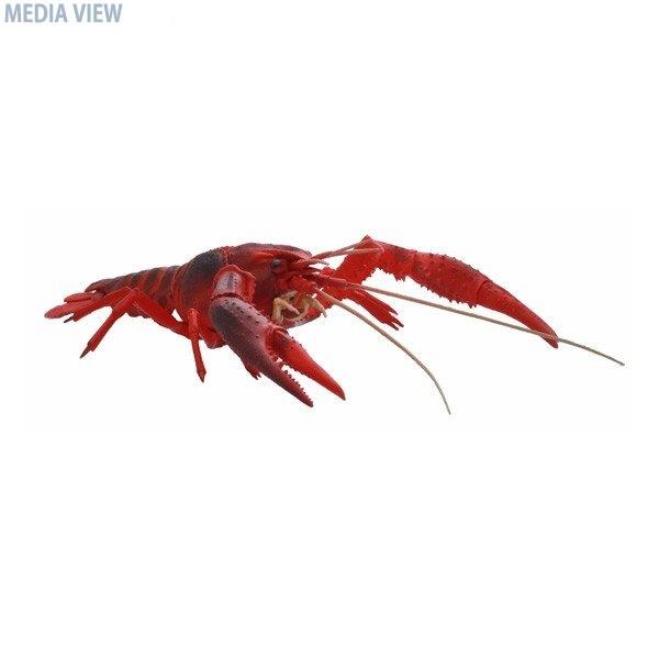自由研究24 いきもの編 アメリカザリガニ(レッド)| Central Line